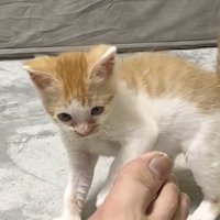 やんのかステップ