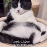 キャットタワーの上であおむけで寝ている猫