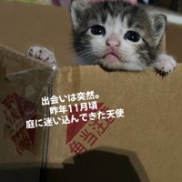 段ボールの中にいる子猫