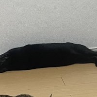 床で寝そべっている黒猫