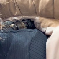 人の服の中に隠れている猫