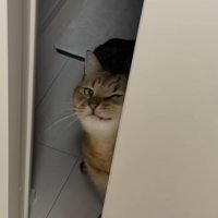 壁に顔をこすりつけるみにらくん