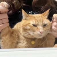 右前足を高く上げている半目の茶トラ猫