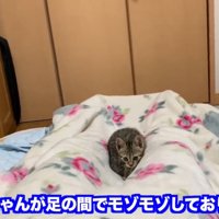 座っている猫