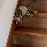 賢い