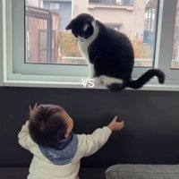 猫と赤ちゃん