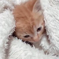 毛布にくるまれた子猫