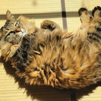 寝転んでいる猫
