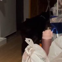 破魔矢を引きずりながら部屋を出て行く猫の後ろ姿