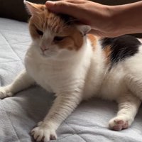頭をなでなで