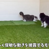 俊敏な動きを披露