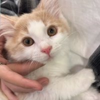 膝の上で抱っこされている子猫の顔アップ