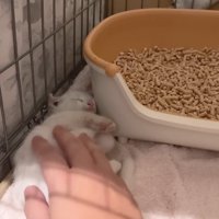 横になる子猫