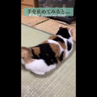 撫でるのをやめる写真