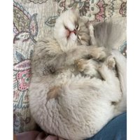 眠る猫