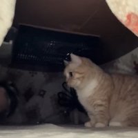 こたつの中でお座りをして左側を見つめる猫