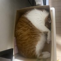 ダンボールの中に寝転がる茶白猫