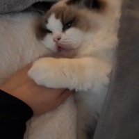 人間の手に猫が手を乗せる