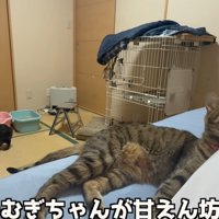 きじとら猫