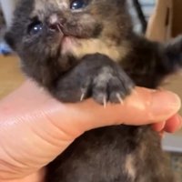 手の中で暴れる小梅ちゃん