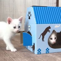 箱で遊ぶ子猫たち