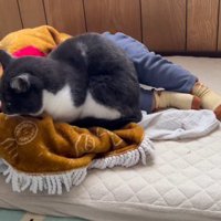 膝掛けの上に座る猫