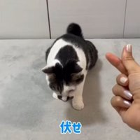 体を低くして頭を下げている猫