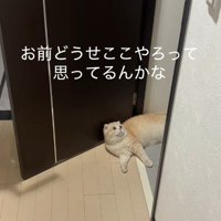 寝そべる猫