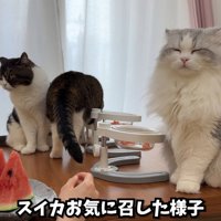 テロップ「スイカお気に召した様子」