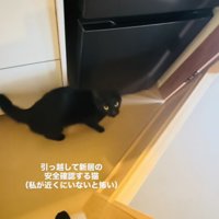 ママさんと新居の安全確認をする黒猫