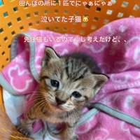 田んぼで鳴いていた子猫