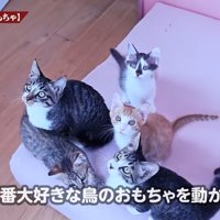 おもちゃを見上げる猫達