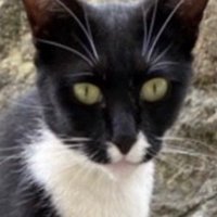 野良猫時代（顔）