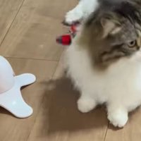 猫と電動オモチャ