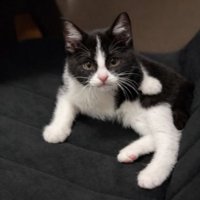 ソファーにいる猫