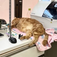 横向きで眠る茶トラ猫