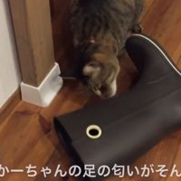 長靴の匂いを嗅ぐ猫（さてはかーちゃんの足の匂いがそんなに…）