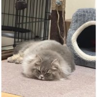 室内にいる猫