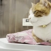 お風呂のそばに座っている猫