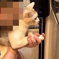 猫の手を握る男性