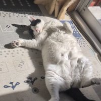 窓際でへそ天している猫