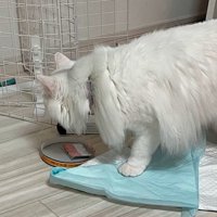 チーズのフタに顔を近づける白猫