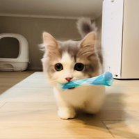 おもちゃをくわえて歩くミヌエット