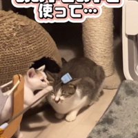 道具でなでられる猫