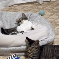 寝ている2匹の子猫