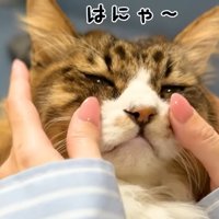 はにゃ〜