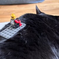 背中におもちゃを乗せられても寝ている猫