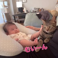 飼い主の膝の上で赤ちゃんに蹴られている猫