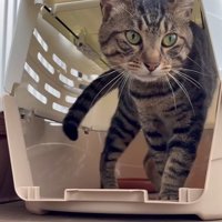 キャリーに入る猫