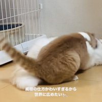 ケンカするマンチカンとミヌエット
